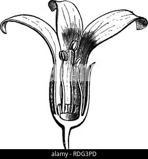 . L'histoire naturelle des plantes. La botanique. Fig. 308. Fleur mâle (|). Kg, 309. Section longitudinale de fleur mâle. mais ils sont attachés par les bords et non pas par leurs lignes mésial. Le calice est imbriqué, comme les pétales qui sont persistants et se développer autour de la base du fruit., Melanorrhcea, composé d'arbres de Malacca et Birmah, a également de plus en plus le fruit rond pétales ; mais c'est une drupe, pédicellées et non sessiles, comme ceux d'Swintonia, et les étamines sont en nombre indéfini, parfois considérables. Astronium est également très similaire à Swinhnia ; l'insertion de la parties de t Banque D'Images