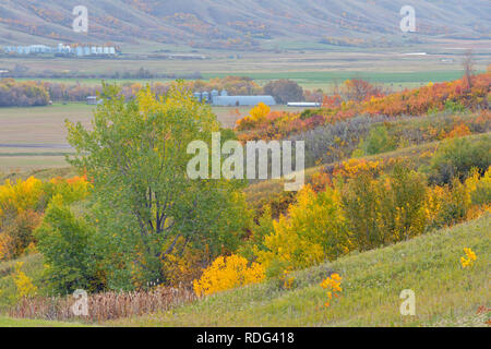 Feuillage de l'automne sur les pentes de la vallée de la rivière Qu'Appelle, Qu'Appelle, Saskatchewan, Canada Banque D'Images