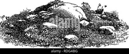 . Fleurs alpines pour jardins anglais . Les plantes de montagne. Partie I. LA ROCHE-jardin. 29 quelques tranches, disposées de manière à récolte à partir du sol dans le centre, a terminé la préparation, pour la meilleure Sedums et Sempervivums, comme la saxifrage comme casta et Rocheliana Dianthuses, tels que alpinus et petrceus, Mountain forget-me-nots, Gentianes, peu de bulbes de printemps, Hepatica angulosa, &amp;c. Ils ont été plantés, les plus petites et plus rares choses obtenir les meilleures positions, et, une fois terminé, le lit était un nid de petits rochers et de fleurs alpines. Dans environ 8 semaines, les choses avaient " pris si bien," Banque D'Images