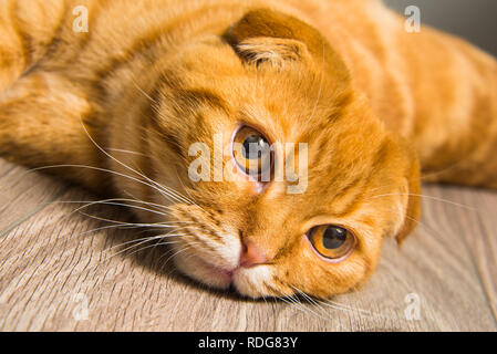 Scottish Fold chat rouge sur le sol Banque D'Images