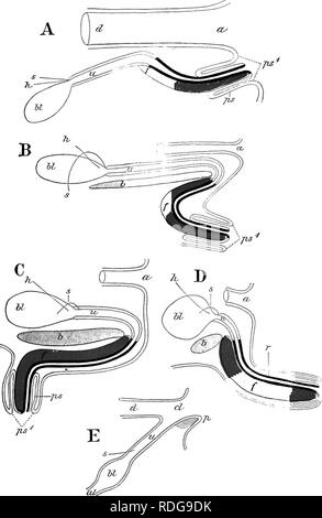 . Éléments de l'anatomie comparée des vertébrés. Anatomie, comparatif. Â n Fig. 306.âContinuation de Fig. 305. Pour la description Voir page suivante.. Veuillez noter que ces images sont extraites de la page numérisée des images qui peuvent avoir été retouchées numériquement pour plus de lisibilité - coloration et l'aspect de ces illustrations ne peut pas parfaitement ressembler à l'œuvre originale.. Baptist gmünder, Robert, 1848-1923 ; Parker, William Newton, 1857-1923. Londres, Macmillan Banque D'Images