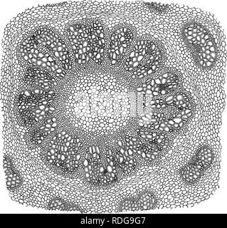 . Morphologie des gymnospermes. Les gymnospermes ; la morphologie des plantes. 7 tostelic CYCADOFILICALES tige, qui fusionne directement dans un siphonostelic avec condition phloème interne, tandis que dans d'Osmunda, bien qu'il y a habituellement dans les souches adultes une siphonostele sans phloème interne, dans O. cinnamomea (27, 31), à l'occasion, phloème interne est trouvé. Ni type d'siphonostele est largement affichée entre .fougères (36), la. Fig. Osmunda cinnamomea 4.- : section transversale de la tige, montrant le siphonostele ectophloic ; X25.-Après CoOT,TER (88). amphiphloic se type, par exemple, dans Adiantum, Matonia, Loxso Banque D'Images