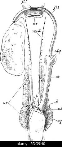 . Éléments de l'anatomie comparée des vertébrés. Anatomie, comparatif. 364 (XJMPARATIVE la fécondation anatomie est interne dans tous les Élasmobranches sauf Lsemargus, dans lequel sont conduits générative dit à désirer.. Fig. 289.. Veuillez noter que ces images sont extraites de la page numérisée des images qui peuvent avoir été retouchées numériquement pour plus de lisibilité - coloration et l'aspect de ces illustrations ne peut pas parfaitement ressembler à l'œuvre originale.. Baptist gmünder, Robert, 1848-1923 ; Parker, William Newton, 1857-1923. Londres, Macmillan Banque D'Images