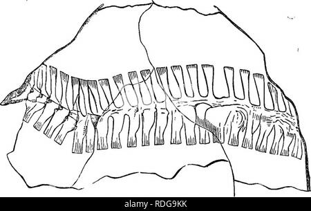 . Rapport de la Commission géologique de l'Ohio. La géologie, la paléontologie, des Mines et des ressources minérales ; zoologie ; la paléobotanique, la botanique. La PALÉONTOLOGIE 384 OP OHIO. de l'abdomen, avec bassin, etc. Le déterminable des parties de la dernière se composent d'un petit os, qui est dirigé vers l'intérieur- et un peu de chaque côté de la colonne vertébrale. Sa forme ressemble à celle de l'Ilion d'Protonopsis, et est, comme elle, légèrement élargi à l'extrémité antérieure Il ressemble également à l'élé- ment correspondant à Sauropleura longipes, et ni dans l'espèce ou que puis-je trouver le segment ou Banque D'Images