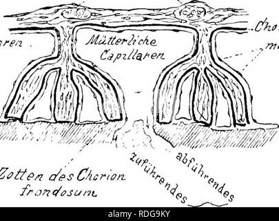 . Éléments de l'anatomie comparée des vertébrés. Anatomie, comparatif. Les membranes FCETAL 339 placenta allantoïdien se présente, composé de pièces de maternelle et fœtale (Fig. 9). Ainsi l'embryon est fourni avec le nécessaire pour l'existence au cours de sa relativement longue vie intra-utérine. Diverses formes de placenta sont remplies avec des Placentalia. Le plus primitif est apparemment celle de l'allantoïde s'attache autour de l'ensemble de la séreuse, afin que les chorion, à partir de laquelle le villi comparativement simple se présentent, sont également réparties sur toute la surface (fig. 271). E Banque D'Images