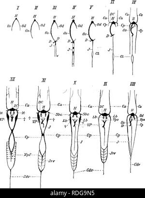 . Éléments de l'anatomie comparée des vertébrés. Anatomie, comparatif. 324 L'anatomie comparée. Fig. 265.-diagramme de phases dans le développement des veines dans ERANCHS- Elasmo. (I-XI après Rabl, XII après F.. Hoohstetter) Oa, Cp, antérieur et postérieur ; veines cardinales du RDC, veine caudale ; D,D, veines vitelline ; DC, veine pré-cave ou des sinus ; EC, région du cloaque ; H, sinus veineux du cœur ; /, subintestinal ; veine Jr. V, d'idées interrénaux ; Lb, des veines hépatiques ; **, sinus hépatiques ; N'pf, insuffisance rénale ; système de portail VP, veine porte hépatique ; Vpo, les capillaires du système porte hépatique ; t, cardinal tr Banque D'Images