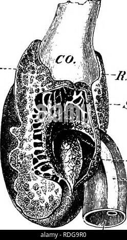 . Éléments de l'anatomie comparée des vertébrés. Anatomie, comparatif. 308 Z/7t ; anatomie comparative rposLcar j:aftl.Pouvez l.poaij;ar lant/CNRC. Si^, fig. 247.. Veuillez noter que ces images sont extraites de la page numérisée des images qui peuvent avoir été retouchées numériquement pour plus de lisibilité - coloration et l'aspect de ces illustrations ne peut pas parfaitement ressembler à l'œuvre originale.. Baptist gmünder, Robert, 1848-1923 ; Parker, William Newton, 1857-1923. Londres, Macmillan Banque D'Images