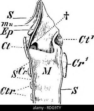 . Éléments de l'anatomie comparée des vertébrés. Anatomie, comparatif. B. Mih. Veuillez noter que ces images sont extraites de la page numérisée des images qui peuvent avoir été retouchées numériquement pour plus de lisibilité - coloration et l'aspect de ces illustrations ne peut pas parfaitement ressembler à l'œuvre originale.. Baptist gmünder, Robert, 1848-1923 ; Parker, William Newton, 1857-1923. Londres, Macmillan Banque D'Images