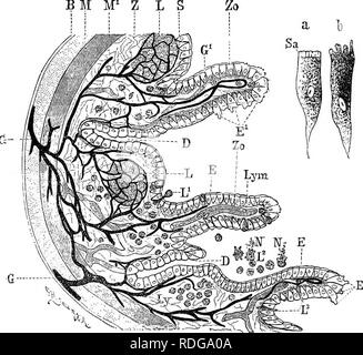 . Éléments de l'anatomie comparée des vertébrés. Anatomie, comparatif. ;2G8 structures ANATOTSIY COMPARATIF connu sous le nom de glandes d'Lieberhiihn ou cryptes, ainsi qu'aux glandes muqueuses acineuse. Les cellules caliciformes sécrétrices muqueuses sont BM M^ L Z S. Vm. 214 Semidiagkammatic Tbansvekse.âA, Section d'un Poktiou WalIj de l de l'intestin. À partir de l'état combiné (vu dans les plus bas et les vertébrés supérieurs. B), des cellules épithéliales de l'intestin. /Â *, péritonéal de l'investissement ; l'intestin^ M, couche musculaire longitudinale ; M^, couche musculaire circulaire ; Z, des tissus conjonctifs ; couche S, muqueuse, Banque D'Images