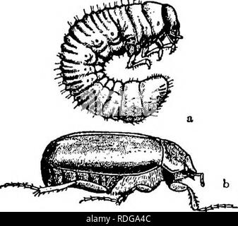 . Les pommes de terre . Les pommes de terre. Les insectes de pommes de terre et leur contrôle 181. coléoptère adulte ou comme les vers blancs. Il faut deux ou trois ans pour compléter son cycle de vie. Les adultes pondent dans la masse de la sod en juin qui éclosent après environ deux semaines. Les larves ou les vers blancs se nourrissent des racines et nécessiter un ou deux somme- mers pour devenir pleinement développé. Ils passent le premier hiver que les vers blancs vivant profondément dans le sol et le second été, sont beaucoup plus grandes et plus destructeur que la première, de sorte que ces champs laissés dans le gazon d'un an sont susceptibles d'être mal en- fested l'année suivante. La larve, pupe, normalement en juin ou juillet de c Banque D'Images