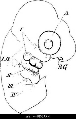 . Éléments de l'anatomie comparée des vertébrés. Anatomie, comparatif. Â 220 anatomie comparative dans le Cetaoea, les glandes de Meibomius et lacrymale, ainsi que le naso- conduit lacrymal, sont désireux et alachrymalduct est absente de la loutre, le phoque et l'Hippopotame. Dans les deux derniers animaux de la glande lacrymale est beaucoup réduit : dans Manis javanica il n'y a pas de glandes de Meibomius, et dans l'ensemble de l'appareil lacrymal taupe a fait l'objet de réduction. Organe auditif. Il est très probable que l'organe auditif, comme les organes de l'odorat et du goût, a été calculé à partir d'un abord modi Banque D'Images