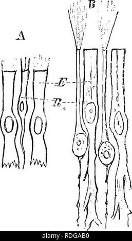 . Éléments de l'anatomie comparée des vertébrés. Anatomie, comparatif. Organe olfactif 197 l'origine primaire des organes olfactifs n'est pas compris : peut-être qu'il peut avoir surgi par une modification des organes des sens tégumentaire primitive. Il est douteux que l'Orgue peut être dit d'avoir une véritable fonction olfactive chez les poissons et les amphibiens perennibranchiate. Dans sa forme la plus simple, l'organe olfactif est composé d'un réservoir ventral, couplé, pifc-comme la dépression du tégument de^ le museau ouvrant sur la surface par une narine externe. Elle est bordée par un épithélium qui est connecté Banque D'Images