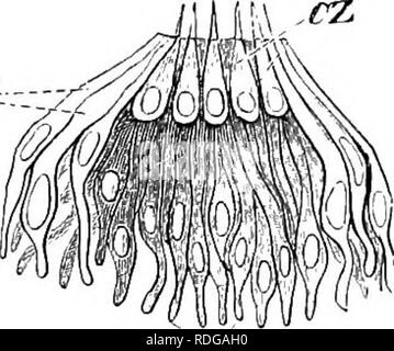 . Éléments de l'anatomie comparée des vertébrés. Anatomie, comparatif. Organes des sens de l'INTÉGUMENT MZ 191^.. un niveau avec l'épiderme/ mais chez les poissons ils peuvent en post-em- temps devenir testament parlent dans les dépressions fermées ou complète des canaux,- qui sont formées soit par l'epider- mis uniquement, ou, comme c'est plus généralement le cas, par les écailles et les os de la tête, et qui s'ouvrent à l'extérieur. Les organes sont donc protégés. Ces organes sensoriels sont situés de manière caractéristique le long de certaines parcelles, dont la position est très constante : dans la tête, supra-orbitaire, infra-orbitaire, et hyomajidibular t Banque D'Images