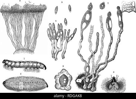 . L'histoire naturelle des plantes, leurs formes, la croissance, la reproduction et la distribution ;. La botanique. 672 LES SUBDIVISIONS DU RÈGNE VÉGÉTAL. insecte, Bud et il y pousse avec beaucoup d'activité. Entomophthora radicans attaques couramment des chenilles blanc-chou Pieris (Brassicce). Avoir propager dans son intérieur, il envoie des touffes d'hyphse sur la face ventrale (fig. 3831), d'enracinement ainsi la chenille au substrat. Elle met maintenant les hyphes sur tout le corps de la chenille comme une momie (fig. 383 ^). À l'extrémité des hyphse abstricted ces conidies sont abattus et off" : Banque D'Images