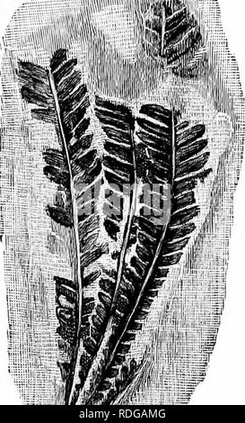 . Catalogue des plantes du Mésozoïque dans le département de géologie, British Museum (Natural History) [Partie I-II] La flore Wealden. La paléobotanique ; la paléobotanique. MATONIDIUM. 67 C. 2222. "Woodcut, fig. 8. Des parties de plusieurs con- pinnfe qui confine à un grand rachis. Par inférieure dans la préservation de spécimens de Schenk compris. Ecclesbourne. Rufford Coll. C. 2223. Sur ce spécimen est un fragment d'une fertile pinna montrant la position de la sori. Ecclesbourne. Rufford Coll.. i:m- Fig. Matomihum Gopperti 8.-(Ett.) (V. 2222). C. 2737. L'arc pinnules plus important que dans les autres spécimens, plus comme ceux o Banque D'Images