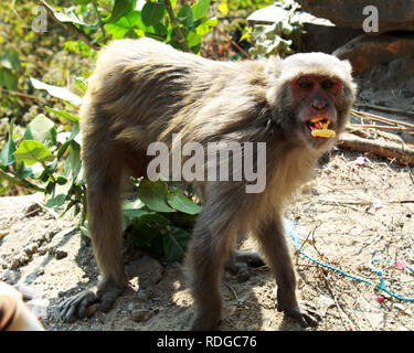 Vue rapprochée de singe ou de l'arachide et manger debout petits singes à côté de la route dans une forêt Banque D'Images