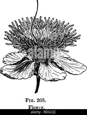 . L'histoire naturelle des plantes. La botanique. LEOUMINOS PAFILIONACE^^. Bractlets 227 latéral, eux-mêmes peu rarement persistantes. Une soixantaine d'espèces d'Tounatea sont connues, regroupées par des auteurs les plus récentes en cinq sections^ fondée sur la forme et la déhiscence du calice, la forme de l'vexillary pétale, et que des étamines, notamment en ce qui concerne les anthères. Près de Tounatea ont été placées quatre genres, en distingue principalement par les caractères suivants. Aldina (figs. 205, 206) a les fleurs de Tounatea, mais avec une corolle régulière près de flve ou 6 segments. Par conséquent, il pourrait peut-être Banque D'Images