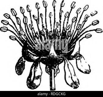 . L'histoire naturelle des plantes. La botanique. 132 HISTOIRE NATURELLE DE PLANTES. accompagnée par un flesliy aril, et une abondance d'albumen huileux entourant un embryon avec cylindro-conique, la radicule et grand foliacées cotylédons. Il y a certaines espèces de Croton diflPering de ceux que nous venons de décrire par un léger inequalty de leurs pièces du calice, et par l'extrêmement variables nombre de ceux faisant l'andro- ceum. Cela peut être isostemonous ; mais il est plus Crotm peuiciUatum. foire présente quatre ou un plus grand nombre de verticilles (fig. 203), dont les pièces sont superposées alternativement à ceux de la Banque D'Images