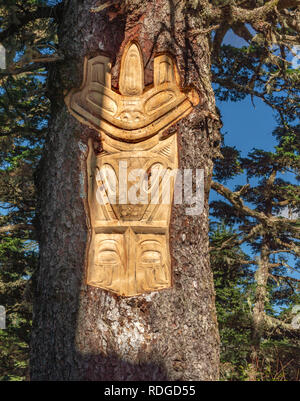 14 septembre 2018 - Juneau, Alaska : Native American Tlingit découpage sur arbre vivant, sentier alpin, le Mont Roberts, près de tramway. Banque D'Images