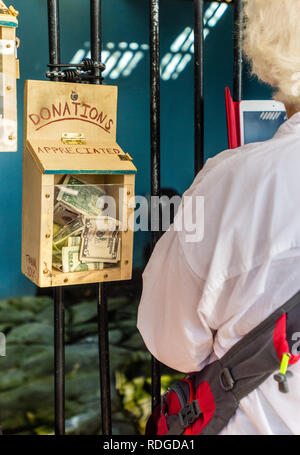 Juneau, Alaska : A female tourist en utilisant des photographies appareil tablette Lady Baltimore, captifs et une lésion permanente, Pygargue à tête blanche Haliaeetus leucocephalus. Banque D'Images