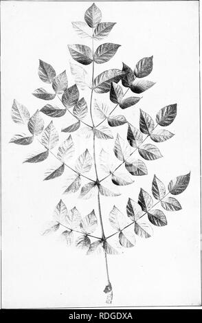 . Nos arbres indigènes et la façon de les identifier ; une étude de leurs habitudes populaires et leurs particularités. Les arbres. CLUB HERCULES. Club d'hercule, Aralia spinosj. Laisse 3° à 4° de longitude. Leallets 2' à 5' de long.. Veuillez noter que ces images sont extraites de la page numérisée des images qui peuvent avoir été retouchées numériquement pour plus de lisibilité - coloration et l'aspect de ces illustrations ne peut pas parfaitement ressembler à l'œuvre originale.. Keeler, Harriet L. (Harriet Louise), 1846-1921. New York, C. Scribner's Sons Banque D'Images