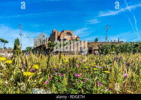 Les anciennes ruines au Forum Romain du Temple de Vénus et Rome à Rome vue du Colisée. Monde célèbre monument Banque D'Images