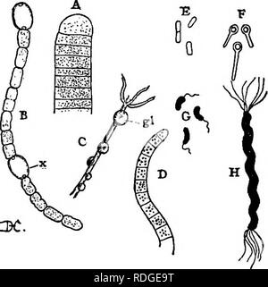 . Des conférences sur l'évolution des plantes. Botanique ; les plantes. Le moyen le plus simple d'EOEMS LITE 35 La plupart des bactéries apparaissent, sous le microscope, comme ex- trêmement petits organes apparemment homogène, souvent de diverses formes - ronde, oblongue, forme de tige, etc. (Fig. 5). Ils présentent fréquemment des mouvements actifs qui sont dues à la présence de cils trop fine. Ils se multiplient avec une rapidité extraordinaire. Fig. (5 Sohizophyta). - A, l'extrémité d'un filament d'OsclUaria, l'une des algues (Schizophyceae de fission). La cellule est remplie de proto- plasm granulaire, mais aucun noyau ou les plastes. B, Banque D'Images