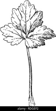 . Essentials de botanique. La botanique, la botanique. 100. ESSENTIALS OF BOTANY comparer le mode de veinage ou de l'orme et les nervures de la feuille d'érable en faisant un diagramme de chaque. Ces feuilles d'accord d'être nelted ceined-, c.-à-d., d'avoir que des veinules inscrivez-vous l'un l'autre à de nombreux angles, de manière à former une sorte de dentelle délicate-travail, comme la figue. 59 et 60. Ils diffèrent, cependant, dans l'arrangement- ment des principales veines. Une telle feuille comme celle de l'orme est dit feather-, veiné ou pennatinervé. La feuille d'érable, ou n'importe quel feuille avec nervures très similaires, est dit être palmately veiné. Décrire la différence Banque D'Images