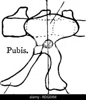 . Texte élémentaire-livre de zoologie. MAMMALIA. 47" L'écran chez les mammifères du bassin est assez constante dans sa structure. L'ilion est toujours solidement attaché à un ou plusieurs des vertebrse. Il pentes toujours en arrière de sa jonction avec le sacrum à l'acétabulum, tandis que l'acétabule est habituellement juste au-dessous de l'ilium en reptiles. L'Industriel Monotremata à cet égard d'envi- mate pour les reptiles, l'angle entre l'axe de l'ilium et que du sacrum étant moins aigu. Fig. 325.-latérale sur-A, B ; bassin du Crocodile, du bassin de Prototheria ; et C, que de des Euthériens. A B a b ili Banque D'Images