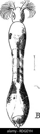 . Une introduction à la zoologie, avec les instructions pour les travaux pratiques (invertébrés). . Cochon. 280.-Les larves d'SimuHwm. A, vue ventrale ; B, vue dorsale ; une fusion, face antérieure. Veuillez noter que ces images sont extraites de la page numérisée des images qui peuvent avoir été retouchées numériquement pour plus de lisibilité - coloration et l'aspect de ces illustrations ne peut pas parfaitement ressembler à l'œuvre originale.. Lulham, Rosalie Blanche Jermaine. Londres, Macmillan Banque D'Images