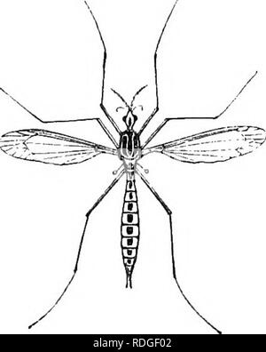 . Le livre du jardin. Le jardinage. TIGER MOTH ET CATERPILLAR. Ces peut être fréquemment repris en erreur pour les insectes vivants. Un autre ennemi de la laitue, ainsi que de nombreux produits du jardin, est le ma- culosa Tipula d Hoffmausegg (le jardin-gnat), fig. 68. Thegrubs Fig. 58. du genre ti- pula sont parmi les pires ene- mies de jardins. Il semble que, jusqu'à dernièrement, nous n'avions pas cor- rect idée du nombre de speci&amp;s par qui nous sont infestés-Tipula oleracea évident- ly portant tout le blâme de la blessure faite par sa famille. Ruricola,dans " Gar- d Banque D'Images