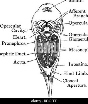 . Texte élémentaire-livre de zoologie. RANA. 357 l'étape en têtard nouvellement éclos n'est pas grande. L'extérieur montre la longue queue déjà formé, les yeux et les oreilles sur la tête, les deux paires de branchies externes (bientôt suivie d'une troisième), et, sur la face ventrale de la tête, un meunier de grande taille les ouvertures de l'ihe stomodceum et anus sont également considérés. Le premier est aveugle, mais ce dernier est déjà une ouverture menant à l'ihe gut. En section longitudinale nous remarquerez peut-être le foie à compter comme un diverticule ventral de l'intestin, et en face d'elle le coeur tubulaire simple. Le pronéphros est p Banque D'Images