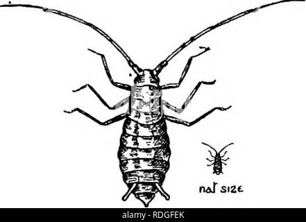 . Une introduction à la zoologie, avec les instructions pour les travaux pratiques (invertébrés). 284 INTRODUCTION À LA ZOOLOGIE chap. sous-ordre 2 : homoptères (Cochenilles, vert-fly, écorce-poux, Cuckoo-Spit les insectes, etc.). Dans toutes cette division de l'Ehyncota, la cohérence des ailes avant est le même tout au long, et, dans de nombreux, tous les quatre ailes membraneuses sont et transparent. Ils couvrent le corps d'un toit, les deux couples s'élever graduellement vers l'autre, de sorte que leurs marges intérieures touch le long d'une ligne longitudinale médiane. 1 : famille Aphidae (vert-fly ou l'anthracnose Insectes) ces insectes ne sont que trop Banque D'Images