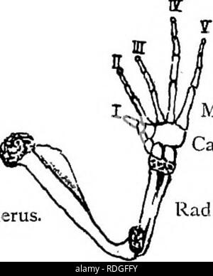 . Texte élémentaire-livre de zoologie. Omoplate. Apophyse coracoïde. Xiphisternum. Vue dorsale courbée vers le bas avec des pièces. L'os est en pointillé noir et du cartilage. La présence de ce urostyle, la seule vertèbre sacrée et le petit nombre de vertèbres sont les particularités importantes de la colonne vertébrale. La vestigial côtes sont à noter. Fig. 249.-mouvement-branche de Rana. Phalanges de chiffres. Humérus.. IVIetacarpal.s. CarpaLs. Remarque fusion de radius et cubitus et l'absence de poUex, un seul métacarpien. Le périphérique (ou squelette appendiculaire) se compose des deux dérivations périphériques-gaines et des membres. Ce sont des cons Banque D'Images