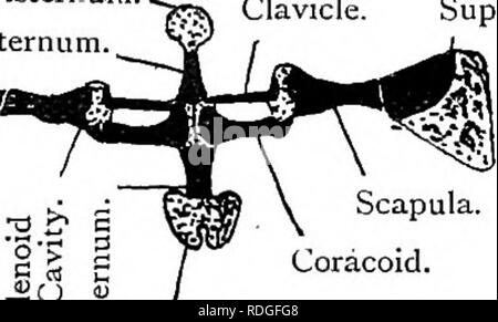 . Texte élémentaire-livre de zoologie. RANA. 351 porte une petite nervure cartilagineux. Le huitième est comme la précédente pour structure générale mais est amphiccelous, c.-à-d., il a une surface articulaire concave à chaque extrémité. Le neuvième vertèbre a de grands processus transverse qui est joint à thepe/vis. D'où cette vertèbre est appelé le sacrum. Il est biconvexe, avec une convexité à chaque extrémité de l'centrum. L'urostyle est un long os formé d'au moins trois vertèbres fusionnées. Il est creux pour une partie de sa longueur et contient l'extrémité postérieure de la moelle épinière. Fig. 248.-ceinture pectorale de Rana. Episternunl.. Omo Banque D'Images