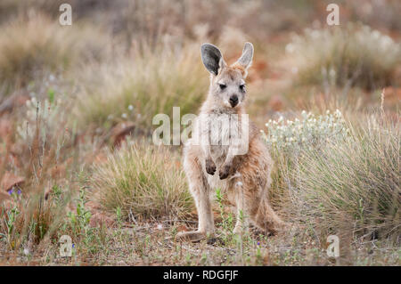 Joey euro l'exploration de son habitat. Banque D'Images