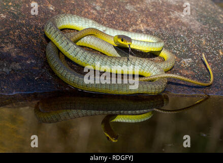 Serpent commun Banque D'Images