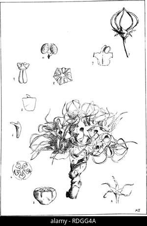 . Description : plantes Natal et chiffres du Natal des plantes indigènes, avec des notes sur leur distribution, valeur économique, des noms, &amp;c., / par J. Medley Wood et Maurice S. Evans. Publié sous les auspices du Natal et du Gouvernement de la Société botanique de Durban. La botanique. La plaque 5 87. BrachysielmaBapberiae, Hepy.. Veuillez noter que ces images sont extraites de la page numérisée des images qui peuvent avoir été retouchées numériquement pour plus de lisibilité - coloration et l'aspect de ces illustrations ne peut pas parfaitement ressembler à l'œuvre originale.. Wood, John Medley, 1827-1914 ; Evans, Maurice S. (Maurice Smethurst) Banque D'Images