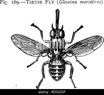 . Texte élémentaire-livre de zoologie. 250 ANNULATA. infester des navets. Un grand nombre d'Hyménoptères ont un aiguillon à l'extrémité arrière de l'abdomen. C'est modifié à partir de l'ovipositeur qui à son tour est comparable avec le gonapo- physes de la blatte. Dans le vu-vole l'ovipositeur est sous la forme d'une paire de scies qui sont utilisés pour la perforation des trous dans les branches, où les œufs sont déposés. Commander liJ.-Diptères. 9.-mouche tsé-tsé (Glossina morsitans) x 3,. L'Afrique de l'avion mortel. Les Diptères ont une métamorphose complète, les pièces buccales adaptées pour " le perçage et la succion," et il y a un seul p Banque D'Images