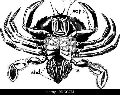 . Une introduction à la zoologie, avec les instructions pour les travaux pratiques (invertébrés). Les crustacés, 165 de poils, de sorte qu'elles forment une des palettes, de par le mouvement dont les fléchettes du crabe dans l'eau. ai un^. FlQ. 99.-Portunus, d'en bas, avec l'abdomen est tiré vers le bas pour exposer, le swimraerets ;  %, o^ autennae nixpg ;, la, le 3ème "jaw pied.". Veuillez noter que ces images sont extraites de la page numérisée des images qui peuvent avoir été retouchées numériquement pour plus de lisibilité - coloration et l'aspect de ces illustrations ne peut pas parfaitement ressembler à l'œuvre originale.. Lulham, Rosalie Blanche Banque D'Images