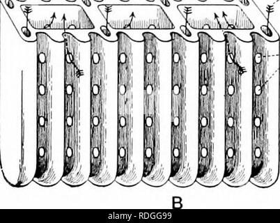 . Un manuel de zoologie générale. Zoologie. Mbiith. ^â -^^"-'"-J' O^^^J--j4-J''--''-^^ Wati Sang^r. Fig. 56. Schéma d'un clam â ia et 2 iortion:d'un gill.. Veuillez noter que ces images sont extraites de la page numérisée des images qui peuvent avoir été retouchées numériquement pour plus de lisibilité - coloration et l'aspect de ces illustrations ne peut pas parfaitement ressembler à l'œuvre originale.. Herrick, Glenn W. (Glenn Washington), 1870-1965. New York, Cincinnati [etc. ] American Book Company Banque D'Images