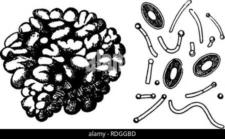 . Les bactéries par rapport à la vie à la campagne. Les bactéries. Le kéfir et Kumiss 379. Fig. 60. Les grains de kéfir, et les micro-organismes du kéfir. (Après Freudenreich.), lors de l'adouci, ils sont placés dans une petite entité quan- de lait. Le lait est brassé, parfois versé dans des bouteilles sur la fin de vingt-quatre heures, et en deux ou trois jours est prêt à l'emploi. Le kéfir a ainsi préparé un agréable goût acide et contient, en outre, les petites quan- quantités d'alcool. L'examen microscopique montre la les grains de kéfir se compose de levures et bactéries. Il y a en eux, en plus de la levure de bière ordinaire, une espèce bactérienne à Banque D'Images