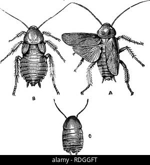 . Texte élémentaire-livre de zoologie. BLATTA. 223 l'accouchement sur le pain. Le corps est symétrique, et piano est encastré dans un exosquelette dur. Il se compose d'une cuticule chitineuses sécrétée par l'ectoderme, mais il diffère de celui de la langoustine dans l'absence d'lutegu mentaiy- calcaires. question. D'où l'exo-squelette est dur et quelque peu flexible, mais pas aussi dur et épais que celui de la seconde. Nous pouvons stili Fig. 148.-La blatte commune (Blatta orientalis). Taille naturelle.. Un homme, avec des ailes élargies ; B, Femme avec ailes vestigiales ; C, jeunes sans ailes. distinguer les sclérites chitineuses Banque D'Images