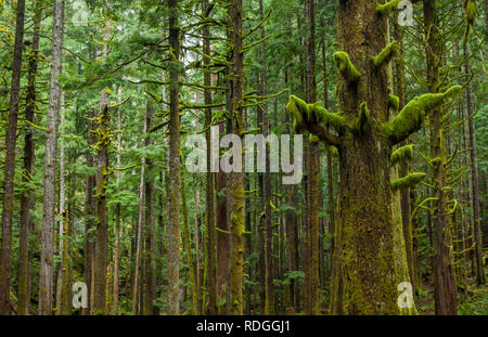 Arbres couverts de mousse dans une forêt de l'ouest de l'État de Washington, USA. Banque D'Images