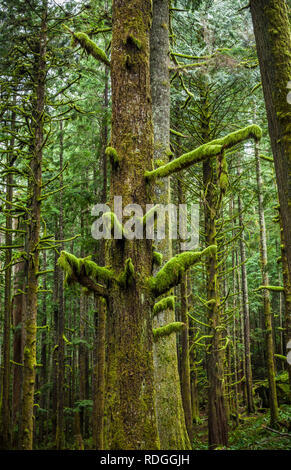 Arbres couverts de mousse dans une forêt de l'ouest de l'État de Washington, USA. Banque D'Images