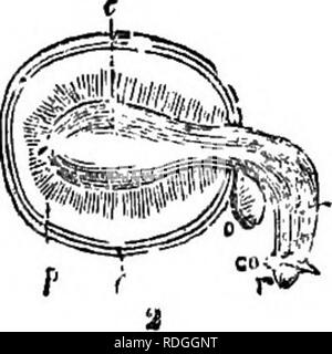 . Un manuel de botanique : être une introduction à l'étude de la structure, la physiologie et la classification des végétaux . La botanique. . Veuillez noter que ces images sont extraites de la page numérisée des images qui peuvent avoir été retouchées numériquement pour plus de lisibilité - coloration et l'aspect de ces illustrations ne peut pas parfaitement ressembler à l'œuvre originale.. Balfour, John Hutton, 1808-1884. Edinburgh : A. et C. Black Banque D'Images