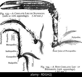 . Texte élémentaire-livre de zoologie. La langoustine. 209 sera sur la base de l'avant-dernier anti-jambe. En face des jambes sont la chela, ou des tenailles, généralement asymétrique- métrique, comme l'un est modifié pour la coupe et l'autre pour le broyage. Ils sont évidemment de grandes jambes et de ne pas différer fondamentalement de la jambe. Fig. 132.-UN Chela de langoustine (appendice 9). (Adnat.). Ischiopodite., Coxopodite.' Basipodite. Fig. 134.-Une Non-Chelate de langoustine de jambe (12e) de l'appendice. (Ad nat.) en face de l'pinces sont trois paires de maxillipedes ou pieds-mâchoires. La deuxième maxillipede peut être examiné en premier. Il a Banque D'Images