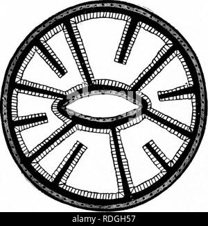 . Un manuel de zoologie générale. Zoologie. HYDY 56^, méduses, ANExMONES POLYrS la mer de corail, suspendu, mais est soutenue par de nombreuses partitions radiale qui extentl à l'organe de murs. Ce sont entre autres des partitions qui n'atteignent pas l'oesophage, d'un bord libre (Fig. 25). Les organes reproducteurs sont attachées à la face de ces partitions verticales. Les tentacules sont creuses et ouvrir directement dans l'organisme cavit)'. Ils sont développés par une contraction de la paroi du corps, qui force l'eau contenue dans la cavité du corps jusqu'au creux des tentacules, causant ainsi d'eux à ex- Banque D'Images