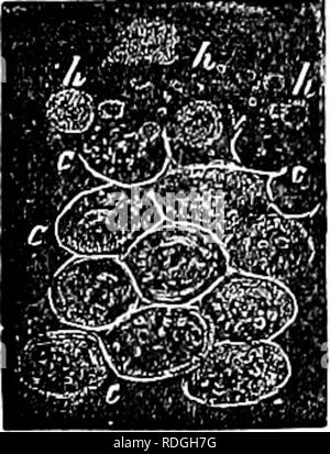 . Un manuel de botanique : être une introduction à l'étude de la structure, la physiologie et la classification des végétaux . La botanique. . Veuillez noter que ces images sont extraites de la page numérisée des images qui peuvent avoir été retouchées numériquement pour plus de lisibilité - coloration et l'aspect de ces illustrations ne peut pas parfaitement ressembler à l'œuvre originale.. Balfour, John Hutton, 1808-1884. Edinburgh : A. et C. Black Banque D'Images