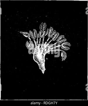 . Une introduction à la zoologie, avec les instructions pour les travaux pratiques (invertébrés). Fig. 55.-Cristatella mucedo. Ensemble de la colonie. (Après Allman, de Parker et Haswell.). Veuillez noter que ces images sont extraites de la page numérisée des images qui peuvent avoir été retouchées numériquement pour plus de lisibilité - coloration et l'aspect de ces illustrations ne peut pas parfaitement ressembler à l'œuvre originale.. Lulham, Rosalie Blanche Jermaine. Londres, Macmillan Banque D'Images